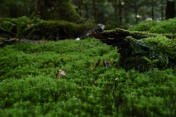 苔の森