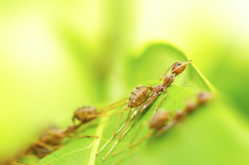 Ants are building nests from green leaves.