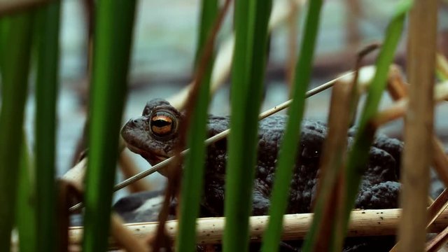 Brown toad beside lake close up