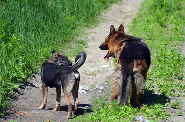 Domestic Dogs play at the field.Near Kiev
