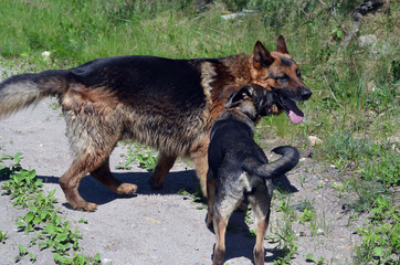 Domestic Dogs play at the field.Near Kiev
