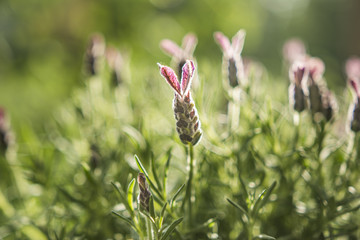 Lavendel Nahaufnahme 