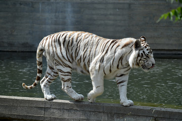 tigre de bengala