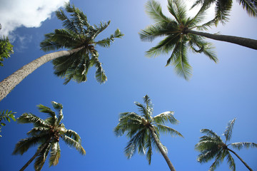 Naklejka na ściany i meble 南国リゾートビーチ タヒチでリラックス Relax in resort beach in Tahiti 