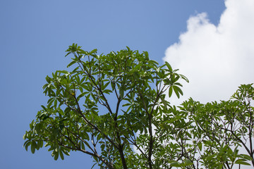 Close up  leaf of Blackboard Tree