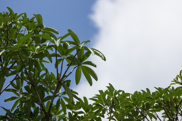 Close up  leaf of Blackboard Tree