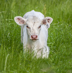 A calf grazes in a field in northwest Louisiana.