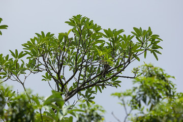 Close up  leaf of Blackboard Tree