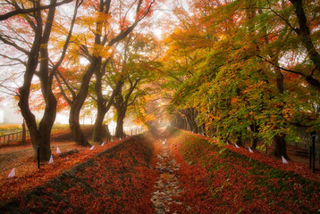Maple corridor at lake kawaguchiko, Yamansashi, Japan