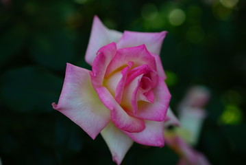 Pink Rose ピンクローズ