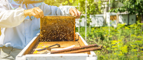 The bees and honeycomb. - obrazy, fototapety, plakaty