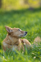 Naklejka na ściany i meble Mixed breed dog lying in a summer meadow and looking up