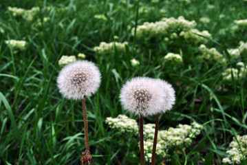 Dandelion seed head on blurry meadow, grass and white flowers background