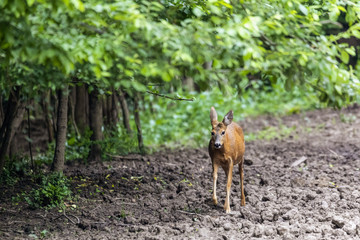 Roe deer portrait at the edge of the forest