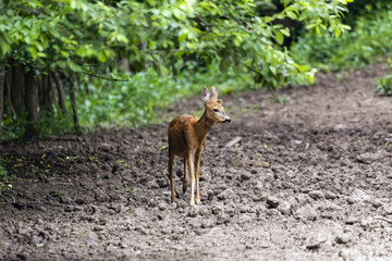 Roe deer portrait at the edge of the forest