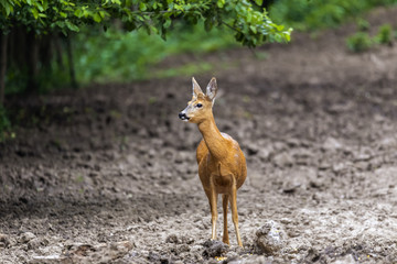 Roe deer portrait at the edge of the forest