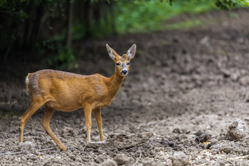 Roe deer portrait at the edge of the forest