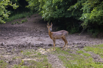 Roe buck by the edge of the forest, looking cautiously around