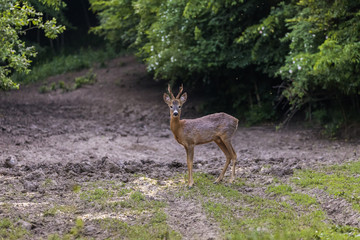 Obraz premium Roe buck by the edge of the forest, looking cautiously around