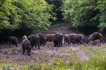 Feral pigs, sow and piglets rooting for food