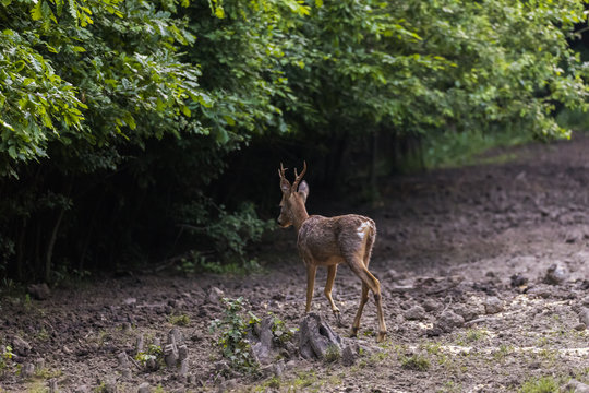 Roe buck by the edge of the forest, looking cautiously around