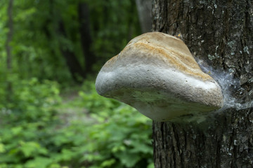 The poisonous mushrooms on trunk of tree.