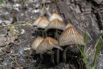 The death cup growong in the forest. Close up.