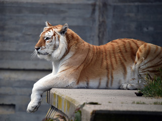 tiger of bengal