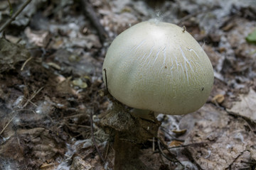 The poisonous mushrooms on trunk of tree.