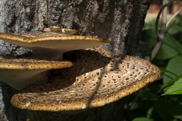 The poisonous mushrooms on trunk of tree.