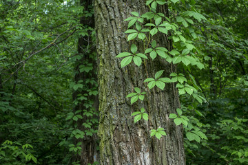 Green branches of wild grapes curl around the tree trunk.