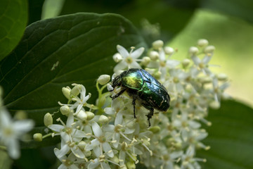 The chafer on a blooming branch. Close up.