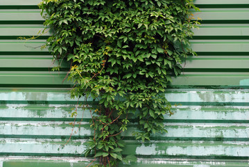 Wild grape on old green iron green shabby painted corrugated fence background