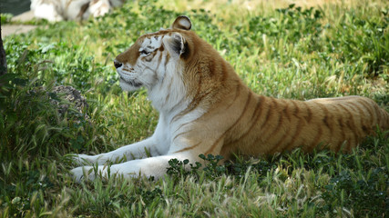 tiger of bengal