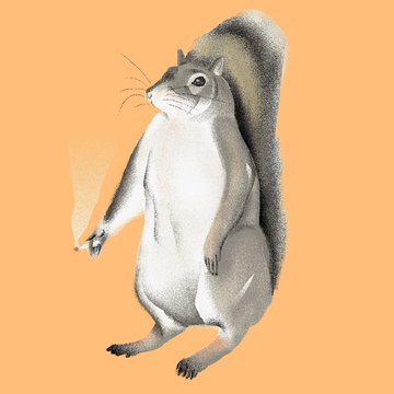 Smoking squirrel 
