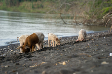 Wild pigs searching for food at the beach on the island ometepe in nicaragua.