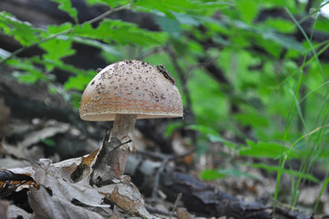 Delicious edible mushroom - the blusher 