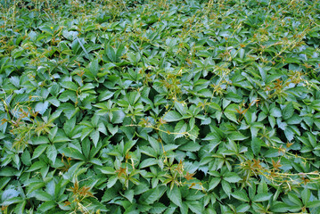 Wild grapes green leaves close up wall background, top view