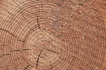 Fototapeta premium Holz Hintergrund - Baumstamm Querschnitt mit Jahresringe