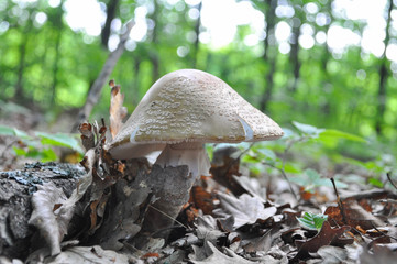 Delicious edible mushroom - the blusher 