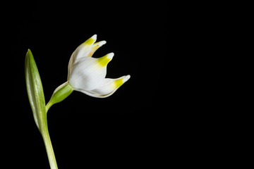 St. Agnes' flower, a small and beautiful spring plant isolated on black background