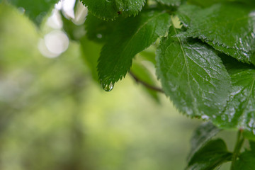 Regentropfen am Blatt im Wald