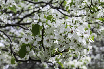 White flowering pear tree. Early spring. Close up of flowers