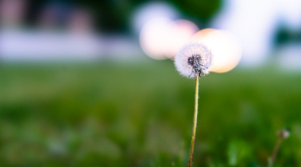 Fototapeta premium dandelion