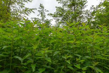Brennnessel Strauch in der Natur