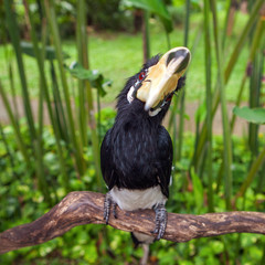 baby of Yellow Billed Hornbill, Bali zoo. Indonesia.