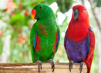 a pair of green and red Solomon Island Eclectus Parrots