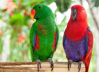  a pair of green and red Solomon Island Eclectus Parrots © redchanka