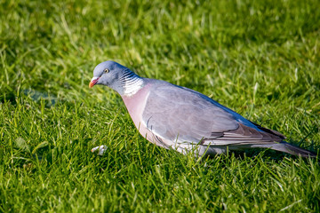 Wood Pigeon