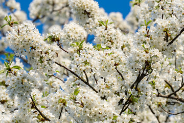 Spring flowers. Cherry blossoms, white flowers on a background of blue sky.
